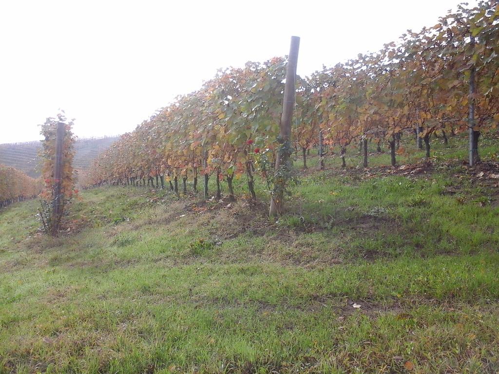 Villa Agriturismo Il Ciabot à Barolo Extérieur photo